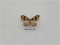 藏品(尺蛾613)的圖片